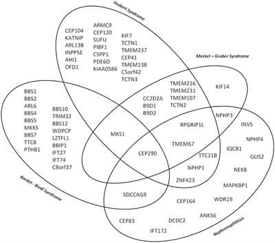 Network for Early Onset Cystic Kidney Diseases—A Comprehensive Multidisciplinary Approach to Hereditary Cystic Kidney Diseases in Childhood